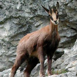 Isard en el parque nacional de los Pirineos - Gavarnie