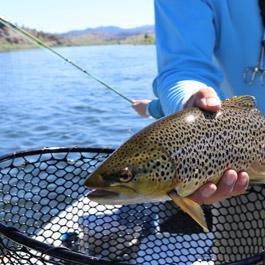 Pêche à la truite dans les torrents des Pyrénées